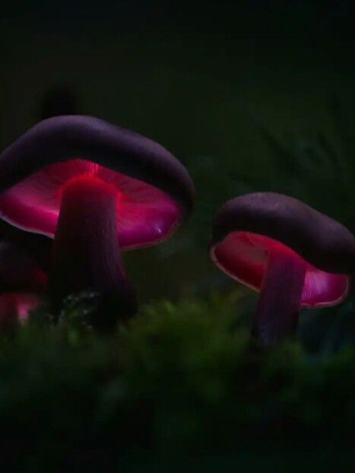 Roslina karminiak purpurzec.jpg