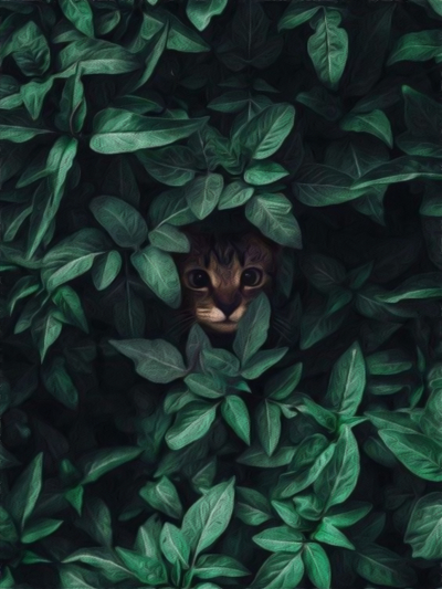 Roslina kocie ziele.jpg